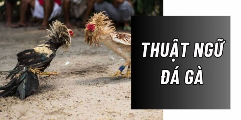 Thuật Ngữ Đá Gà Alo789 – Hành Trang Cho Sư Kê Mới Vào Nghề